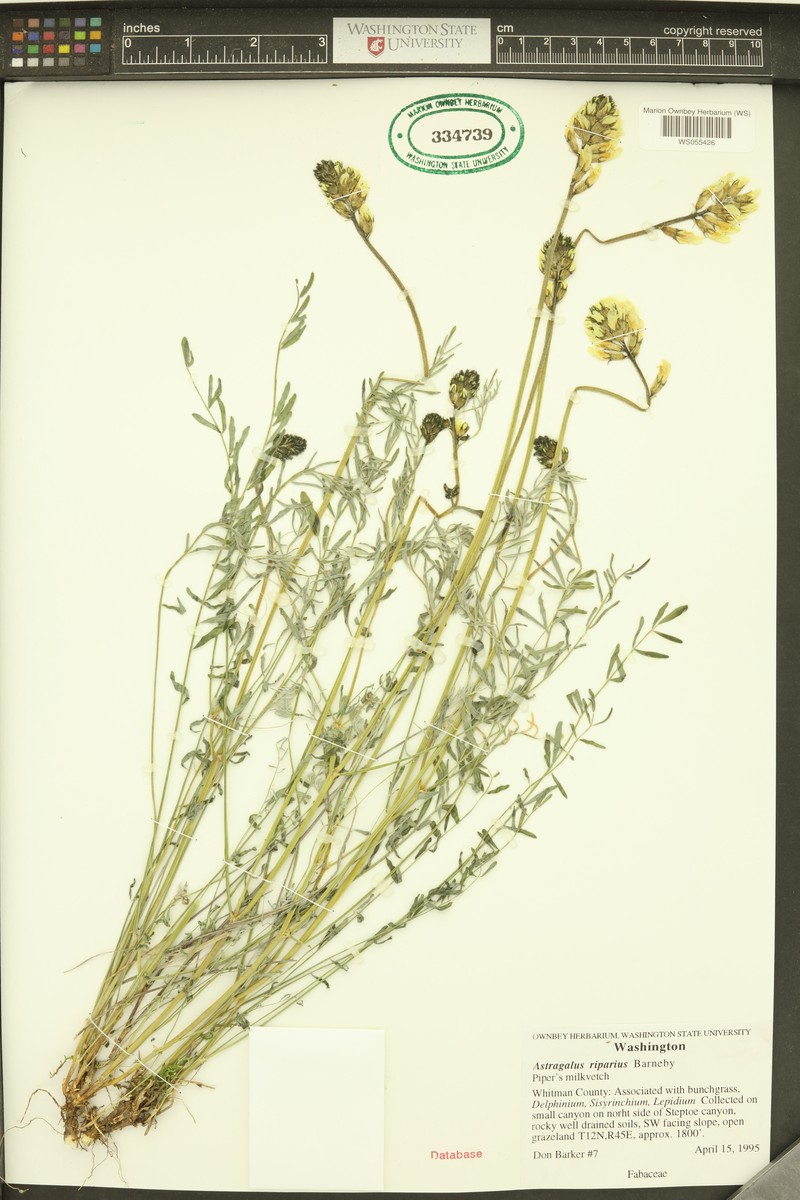 Woodyroot Milkvetch photo 2