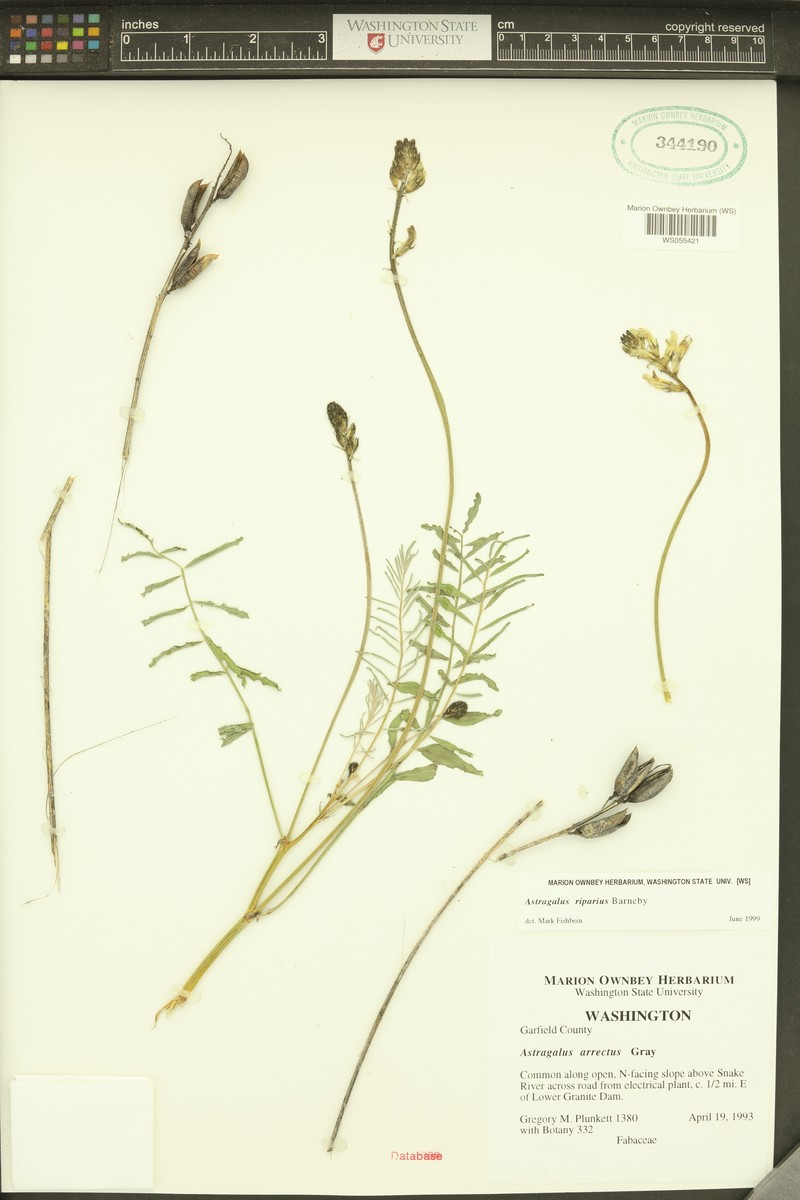 Woodyroot Milkvetch photo 3