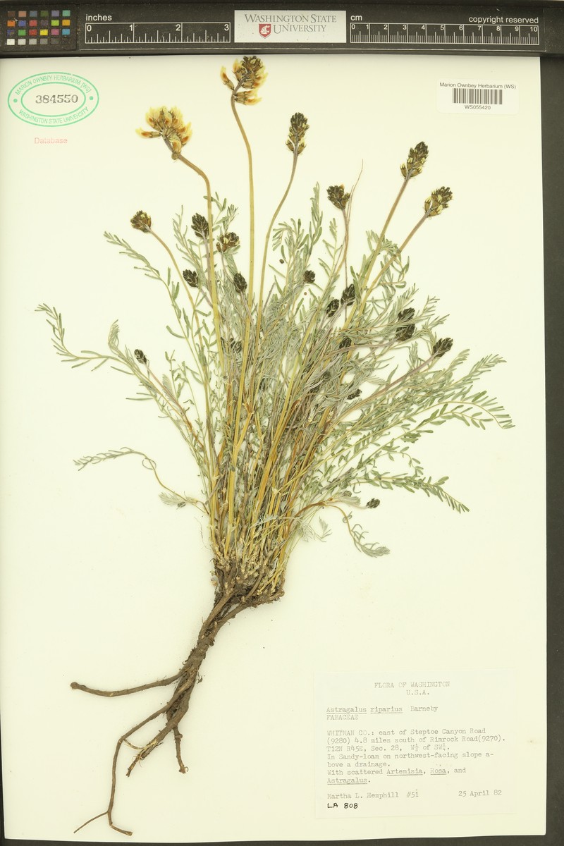 Woodyroot Milkvetch photo 4