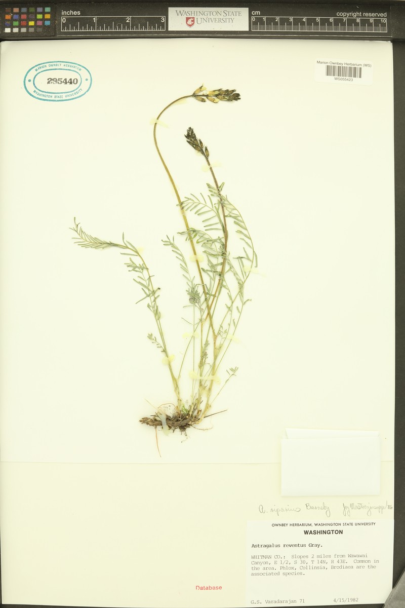 Woodyroot Milkvetch photo 5