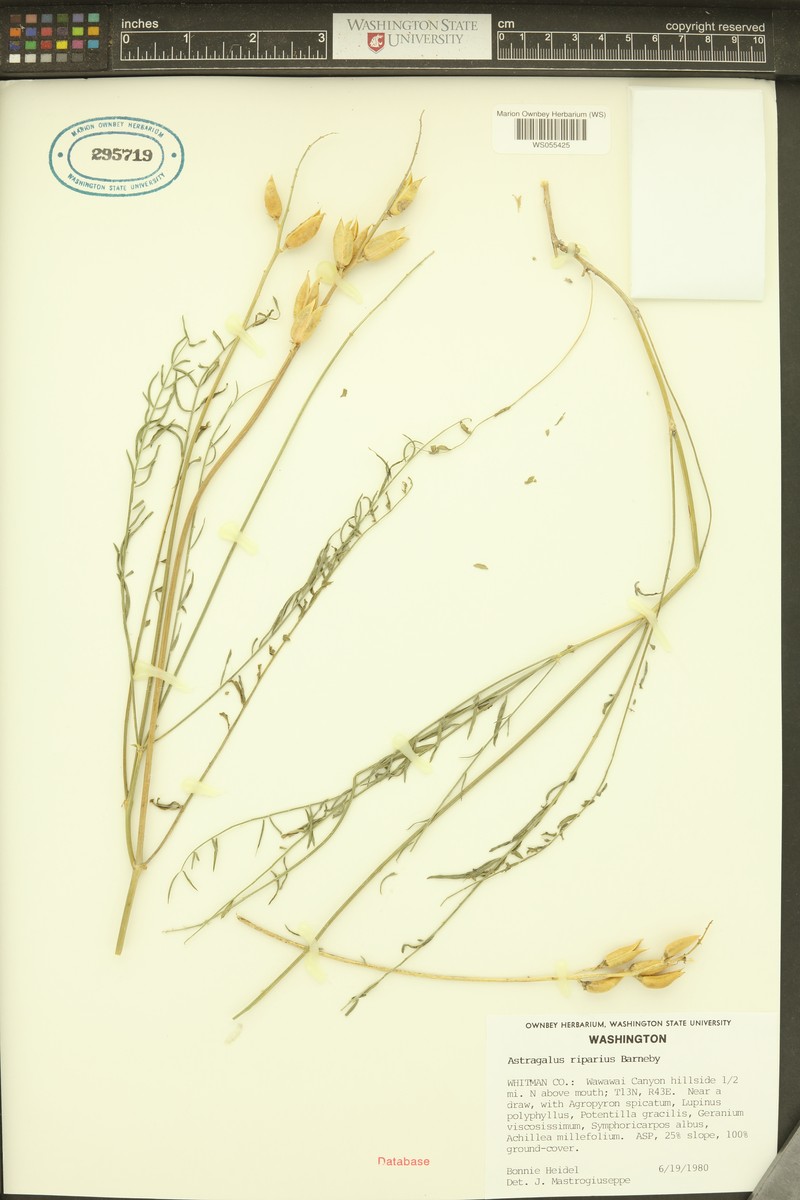 Woodyroot Milkvetch photo 6