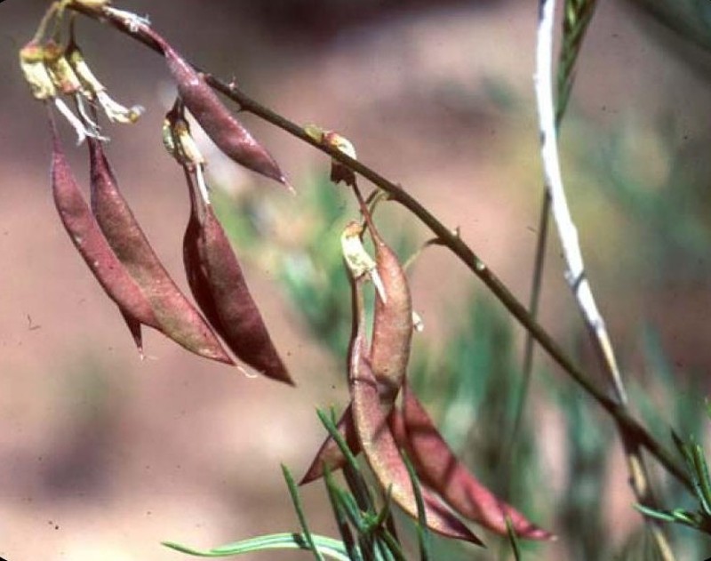 Ripley's Milkvetch