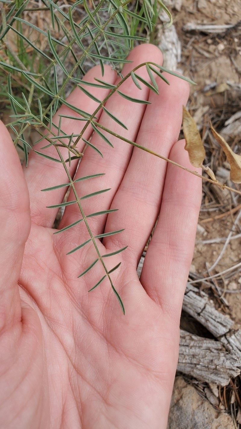 Ripley's Milkvetch photo 2