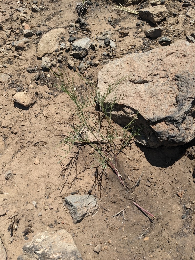 Ripley's Milkvetch photo 3