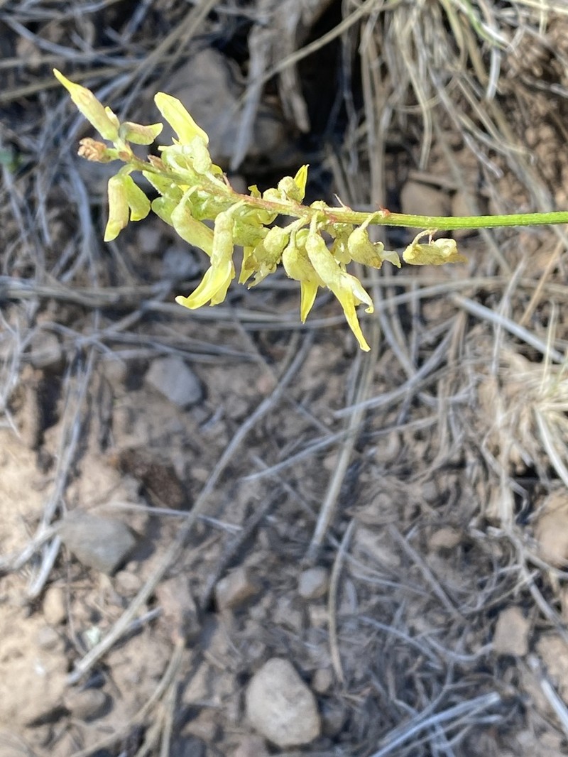 Ripley's Milkvetch photo 4