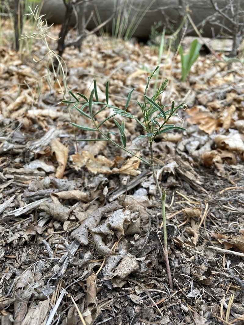 Ripley's Milkvetch photo 5