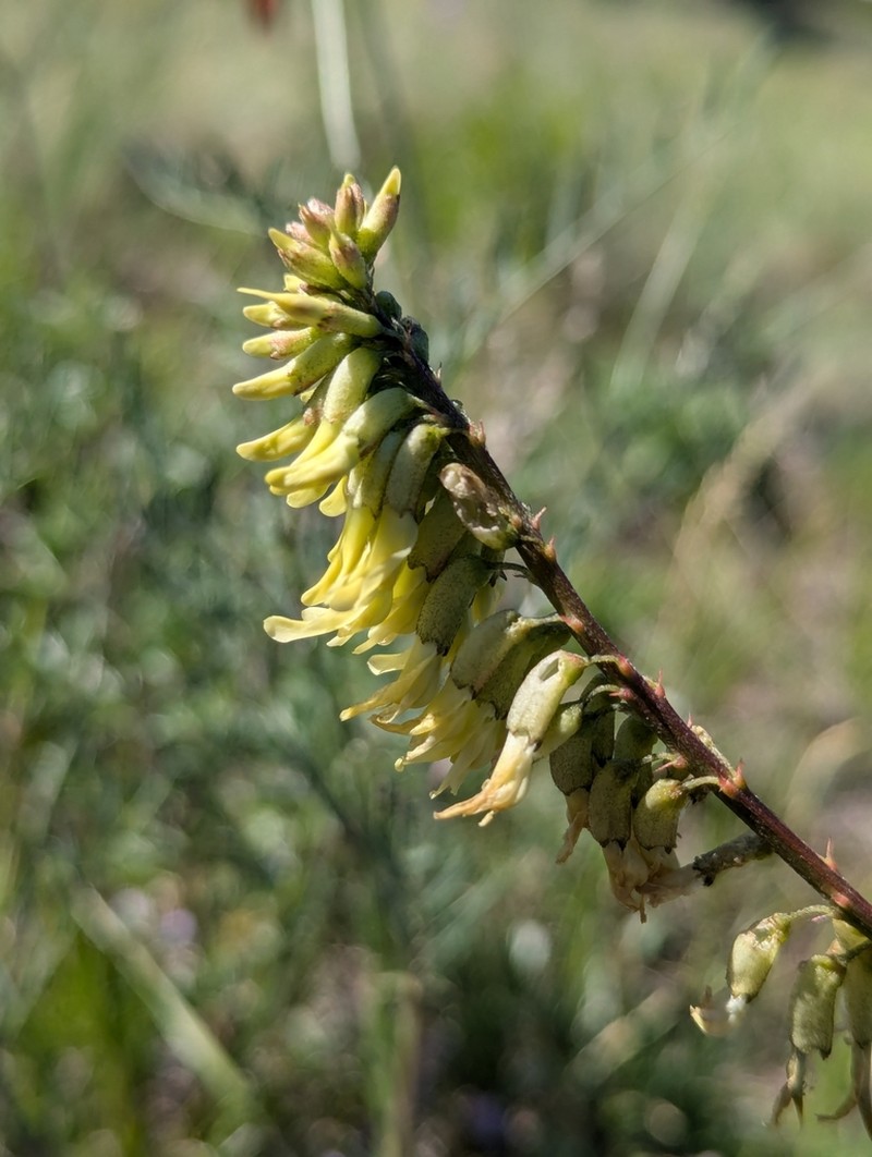 Ripley's Milkvetch photo 6