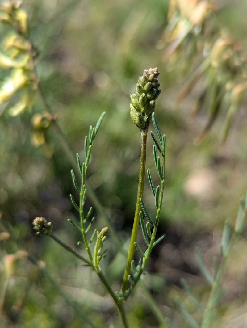 Ripley's Milkvetch photo 7