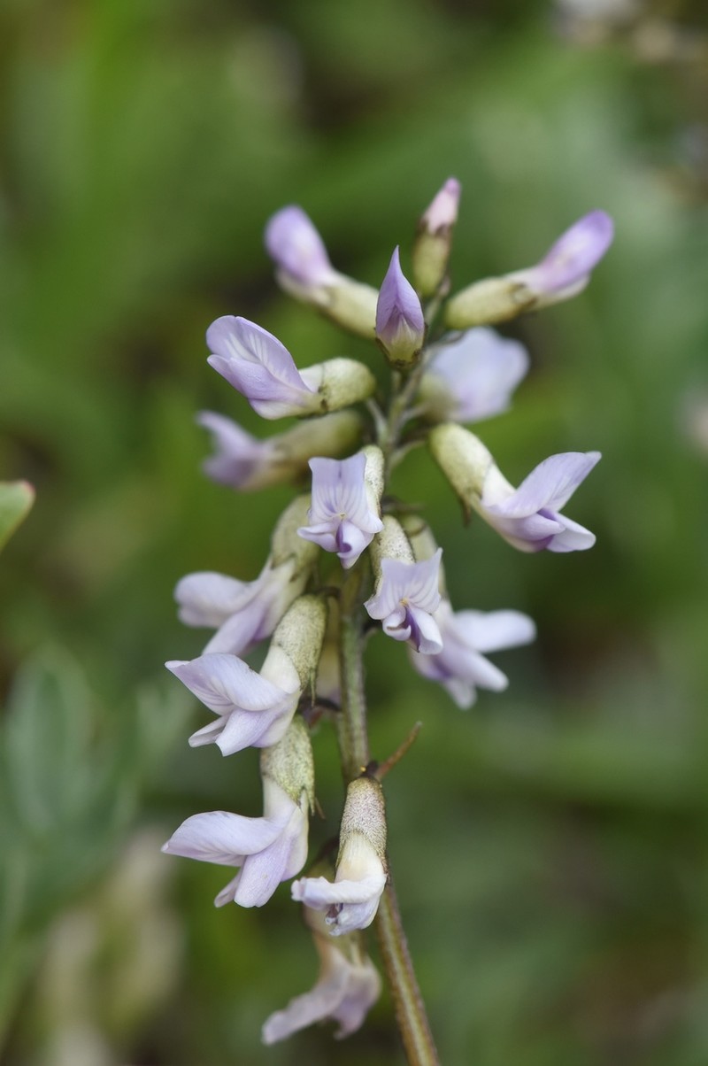 Robbins' Milkvetch