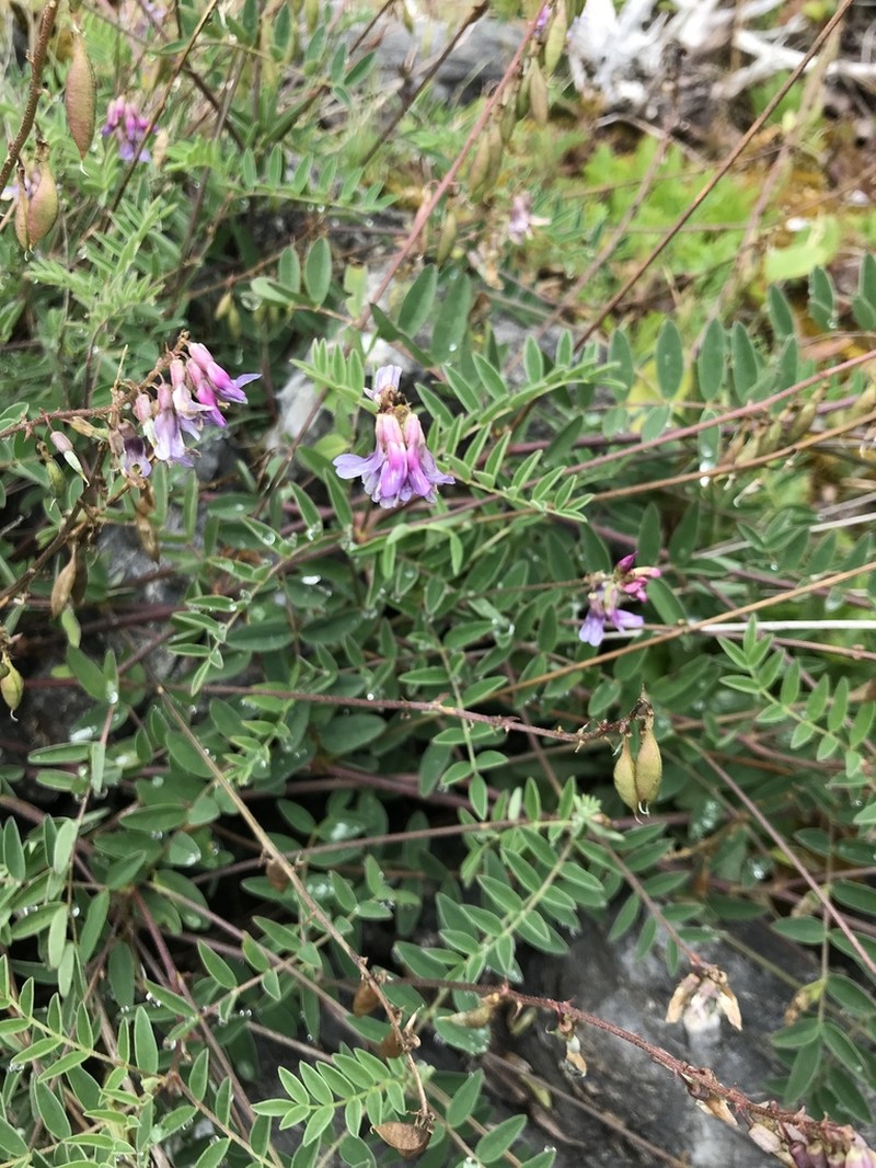 Robbins' Milkvetch photo 3
