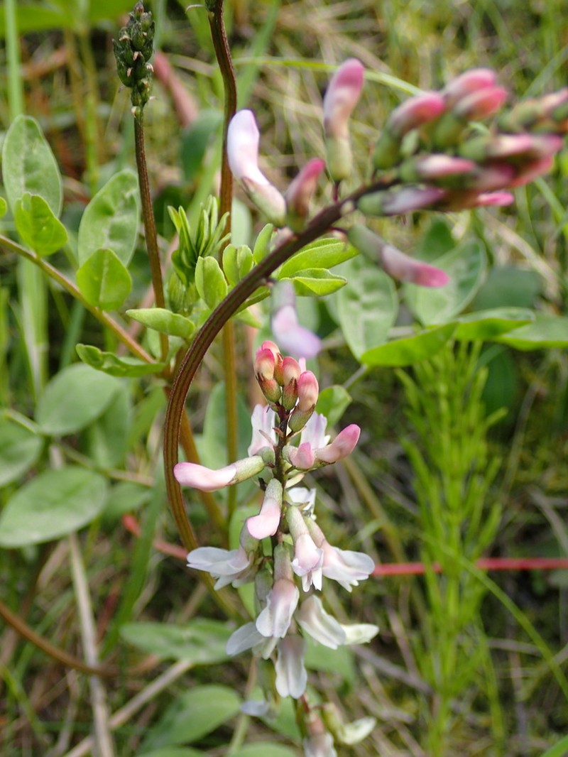 Robbins' Milkvetch photo 4