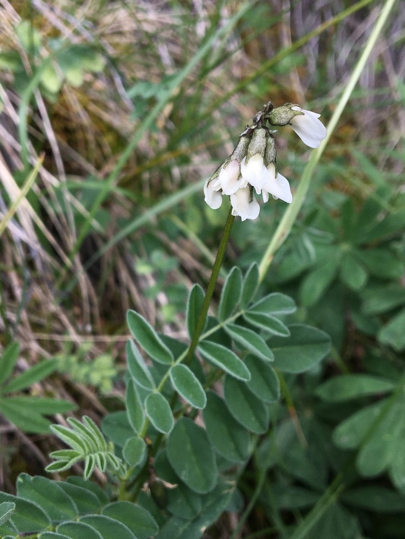 Robbins' Milkvetch photo 5