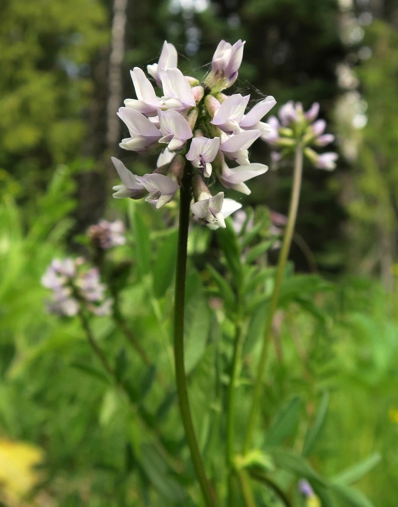 Robbins' Milkvetch photo 7