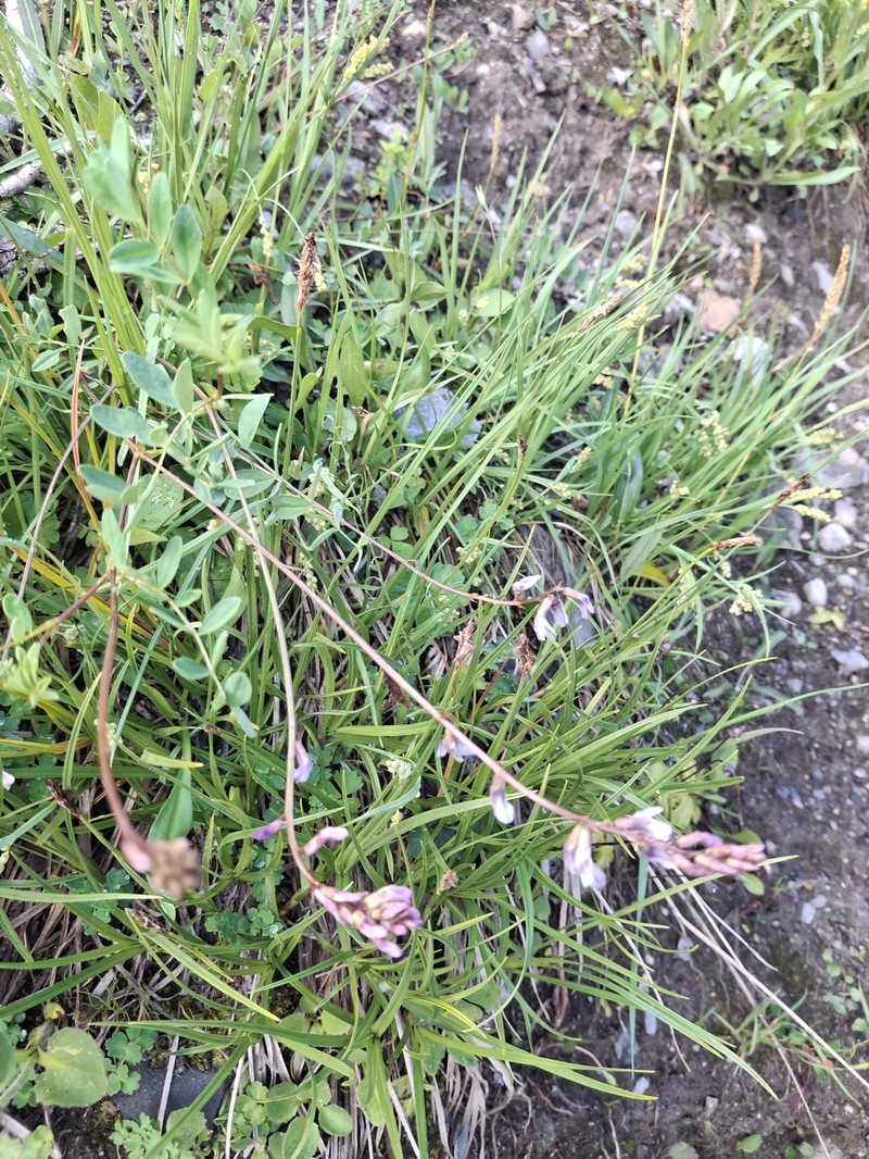 Astragalus robbinsii var. alpiniformis