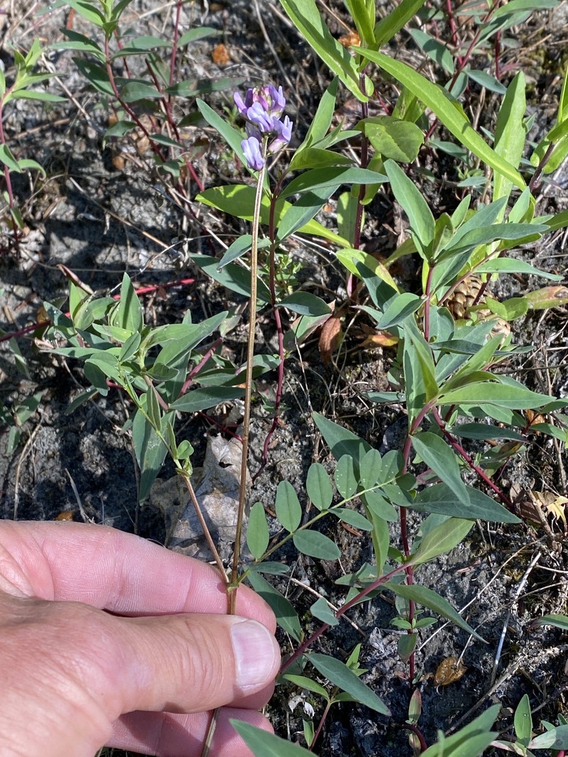 Astragalus robbinsii var. alpiniformis photo 2