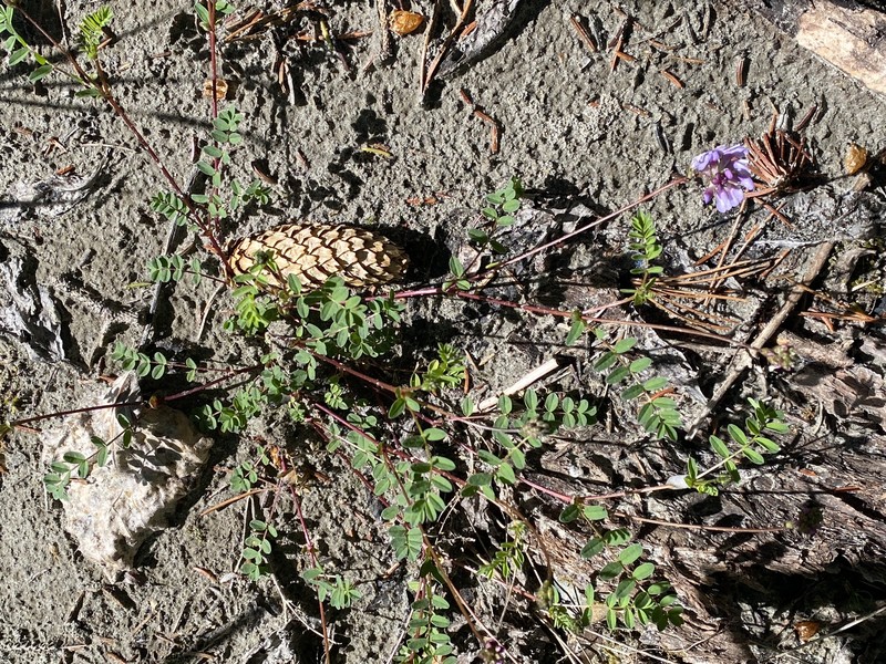 Astragalus robbinsii var. alpiniformis photo 3