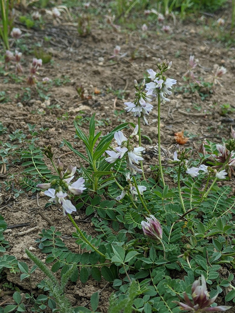 Astragalus robbinsii var. alpiniformis photo 4