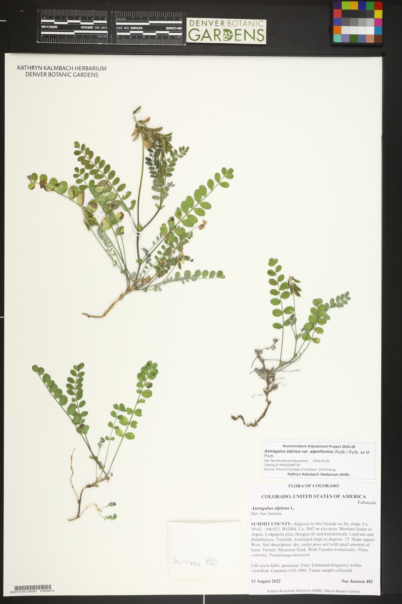Astragalus robbinsii var. alpiniformis photo 5