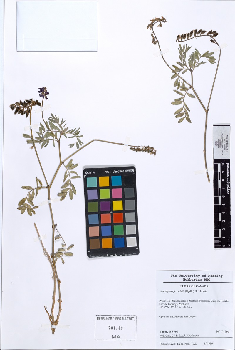 Astragalus robbinsii var. fernaldii