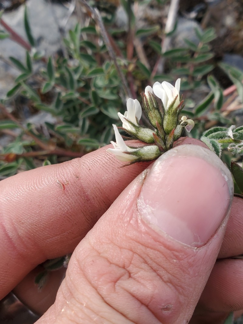 Astragalus robbinsii var. harringtonii