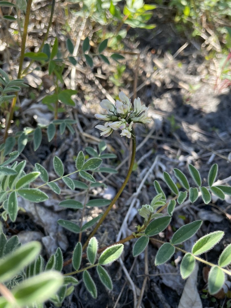 Astragalus robbinsii var. harringtonii photo 2