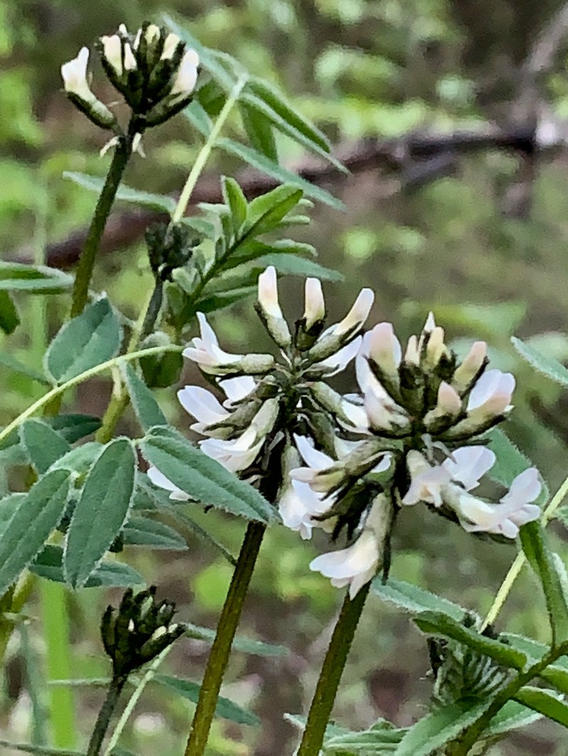 Astragalus robbinsii var. harringtonii photo 3