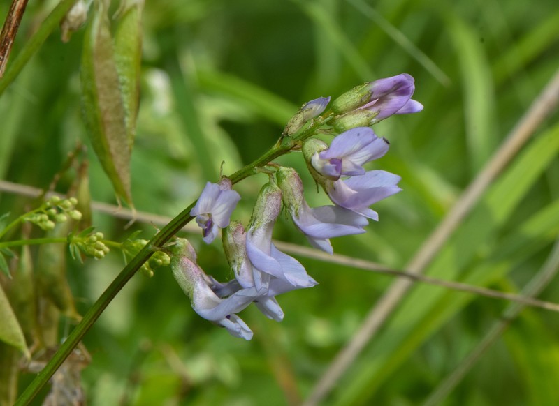 Astragalus robbinsii var. jesupii