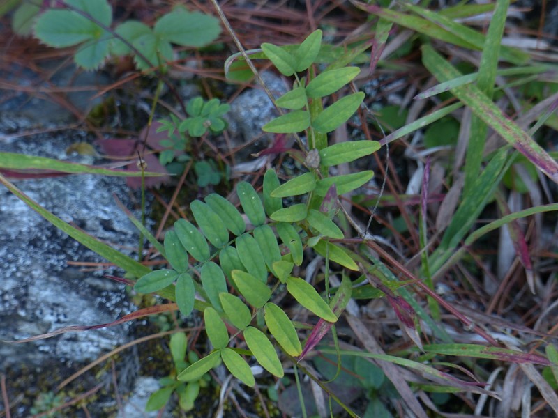 Astragalus robbinsii var. jesupii photo 2