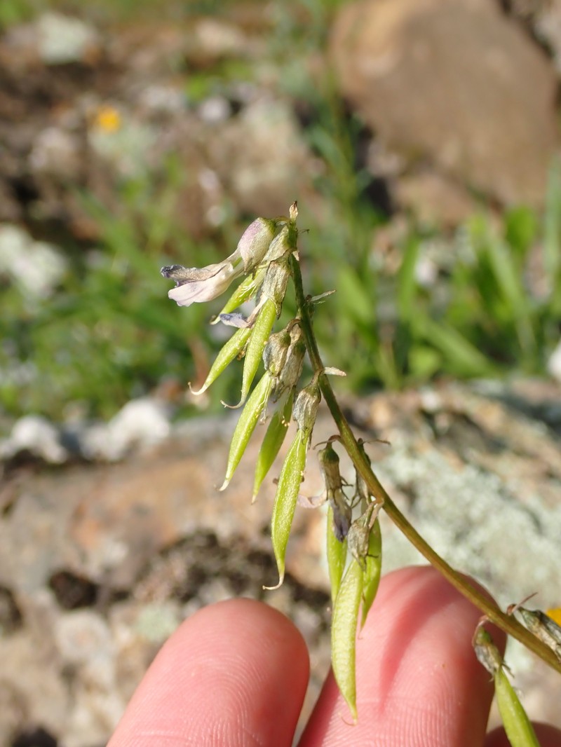 Astragalus robbinsii var. jesupii photo 4