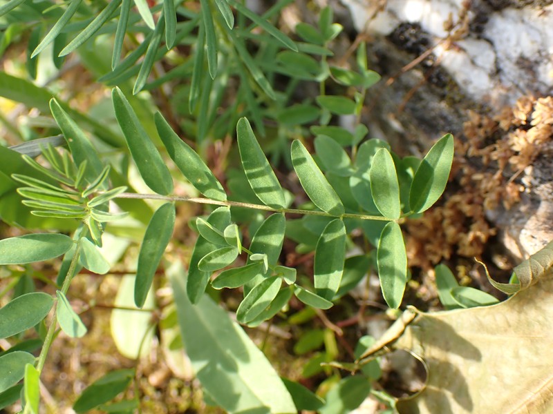 Astragalus robbinsii var. jesupii photo 5