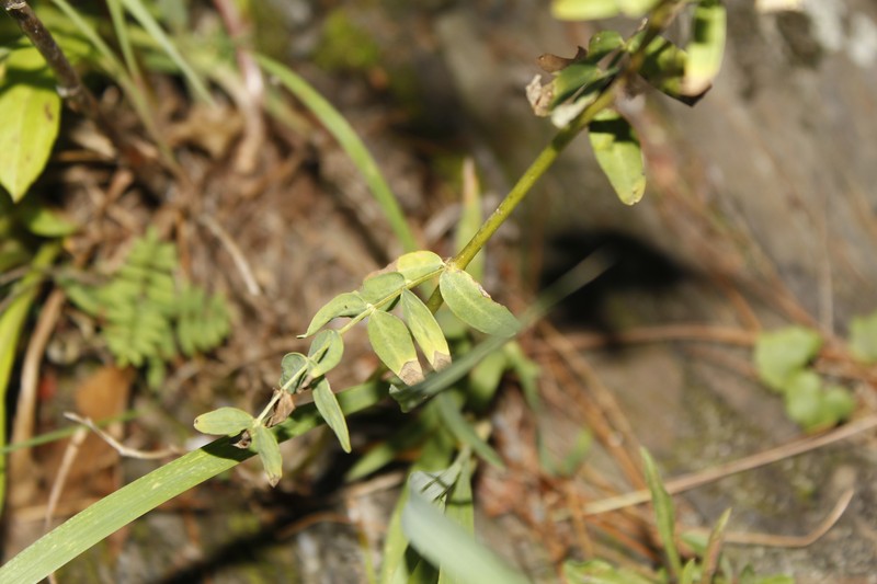Astragalus robbinsii var. jesupii photo 6