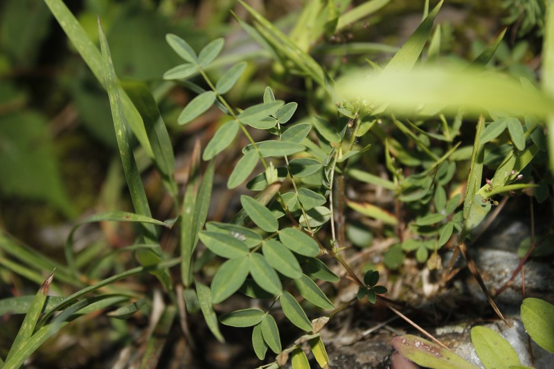 Astragalus robbinsii var. jesupii photo 7
