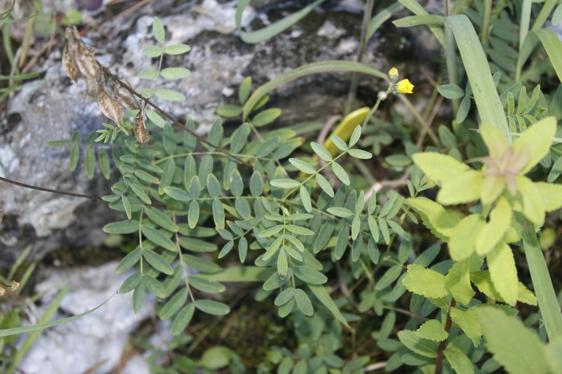Astragalus robbinsii var. jesupii photo 8