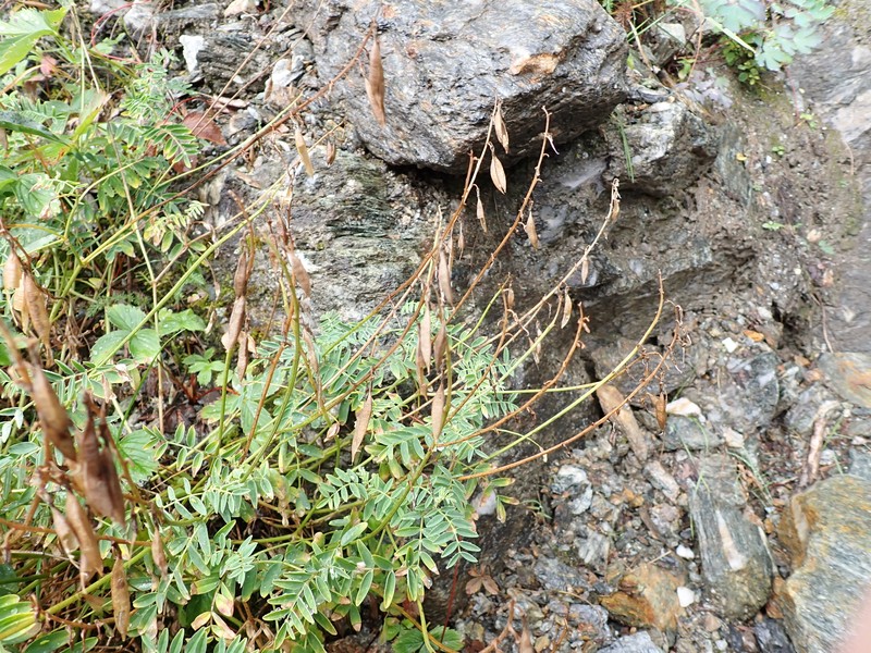 Astragalus robbinsii var. minor