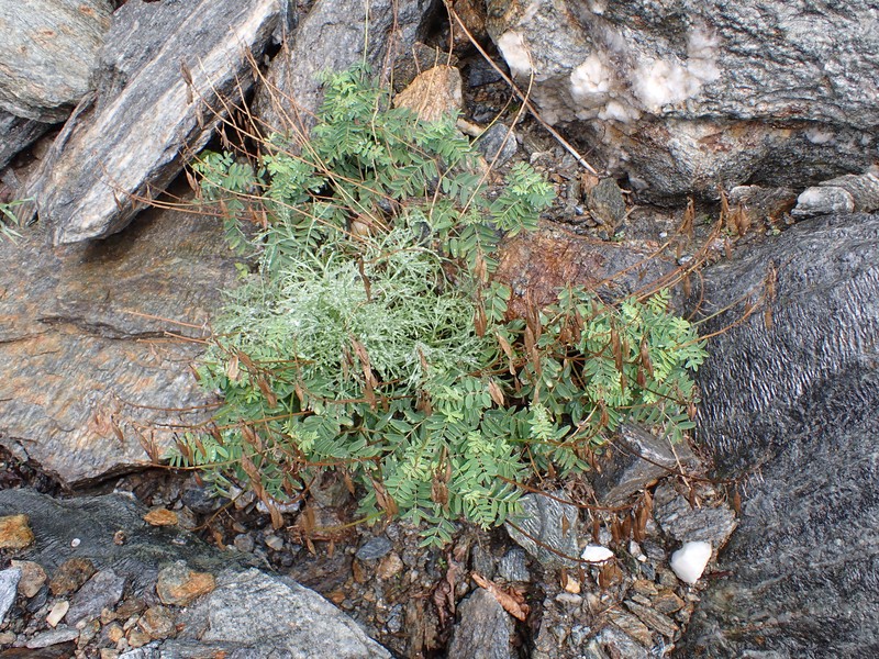 Astragalus robbinsii var. minor photo 2