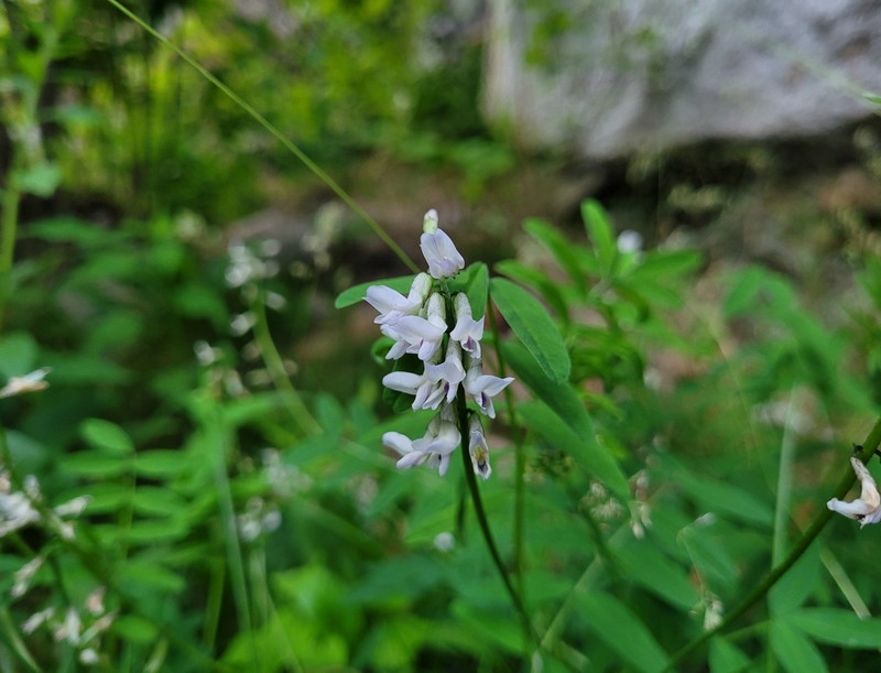 Astragalus robbinsii var. minor photo 4