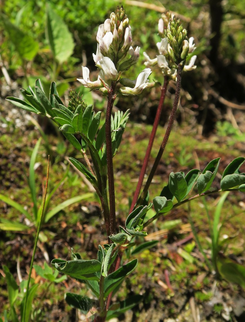 Astragalus robbinsii var. minor photo 5