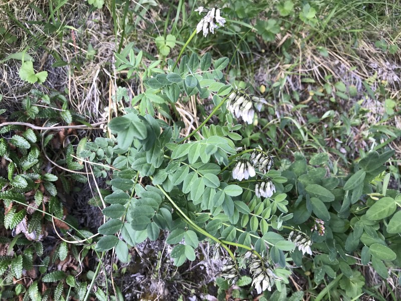 Astragalus robbinsii var. minor photo 6