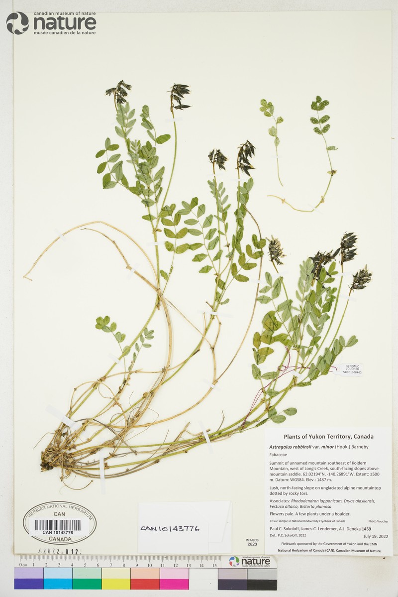 Astragalus robbinsii var. minor photo 8