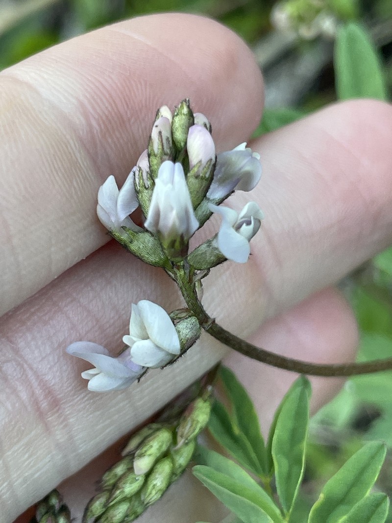 Astragalus robbinsii var. occidentalis