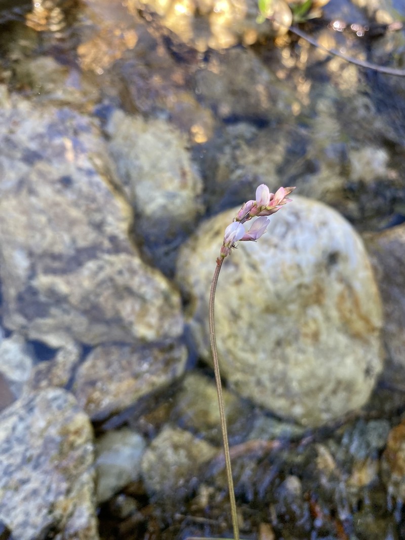Astragalus robbinsii var. occidentalis photo 3