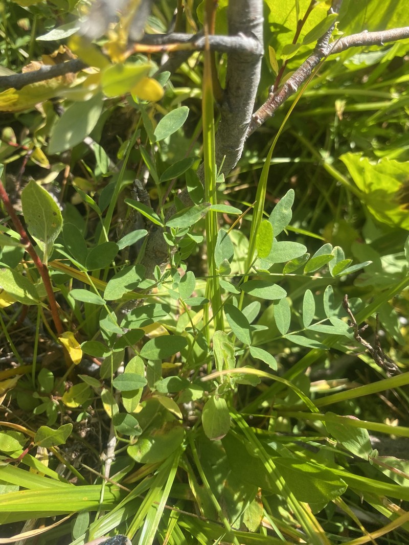 Astragalus robbinsii var. occidentalis photo 7