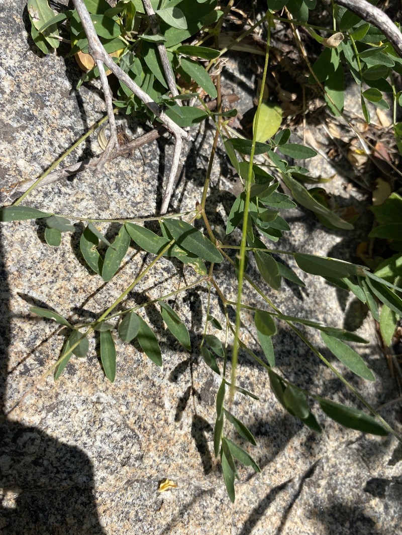 Astragalus robbinsii var. occidentalis photo 8