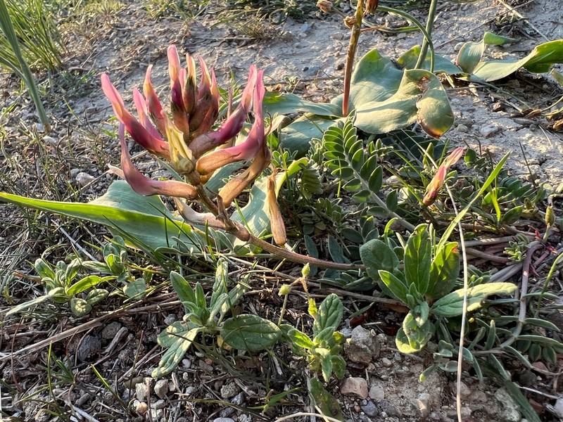 Astragalus robustus