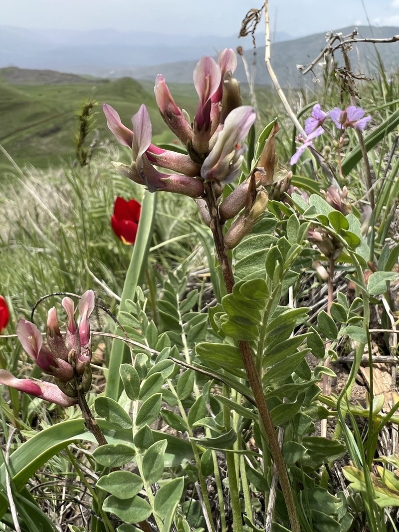 Astragalus robustus photo 2