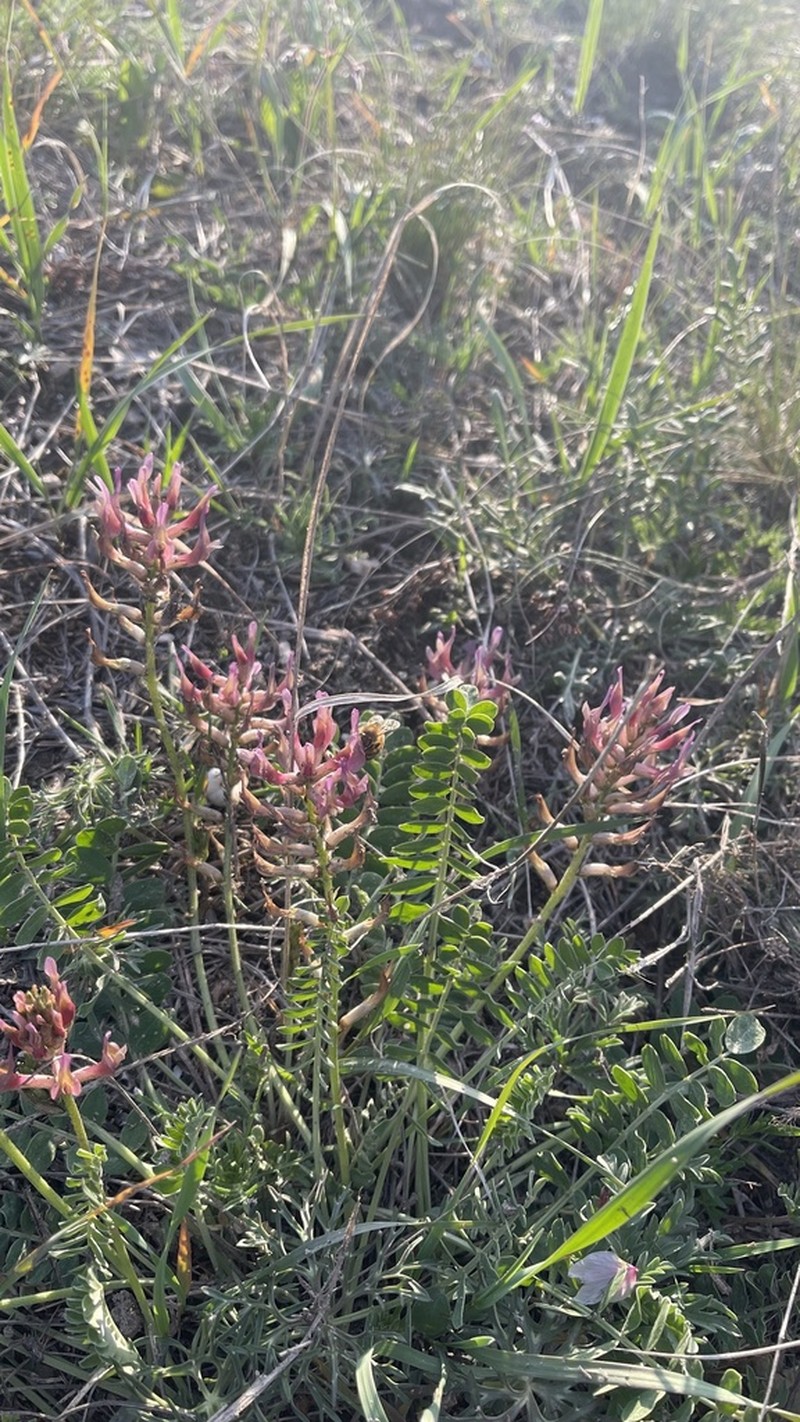 Astragalus robustus photo 3