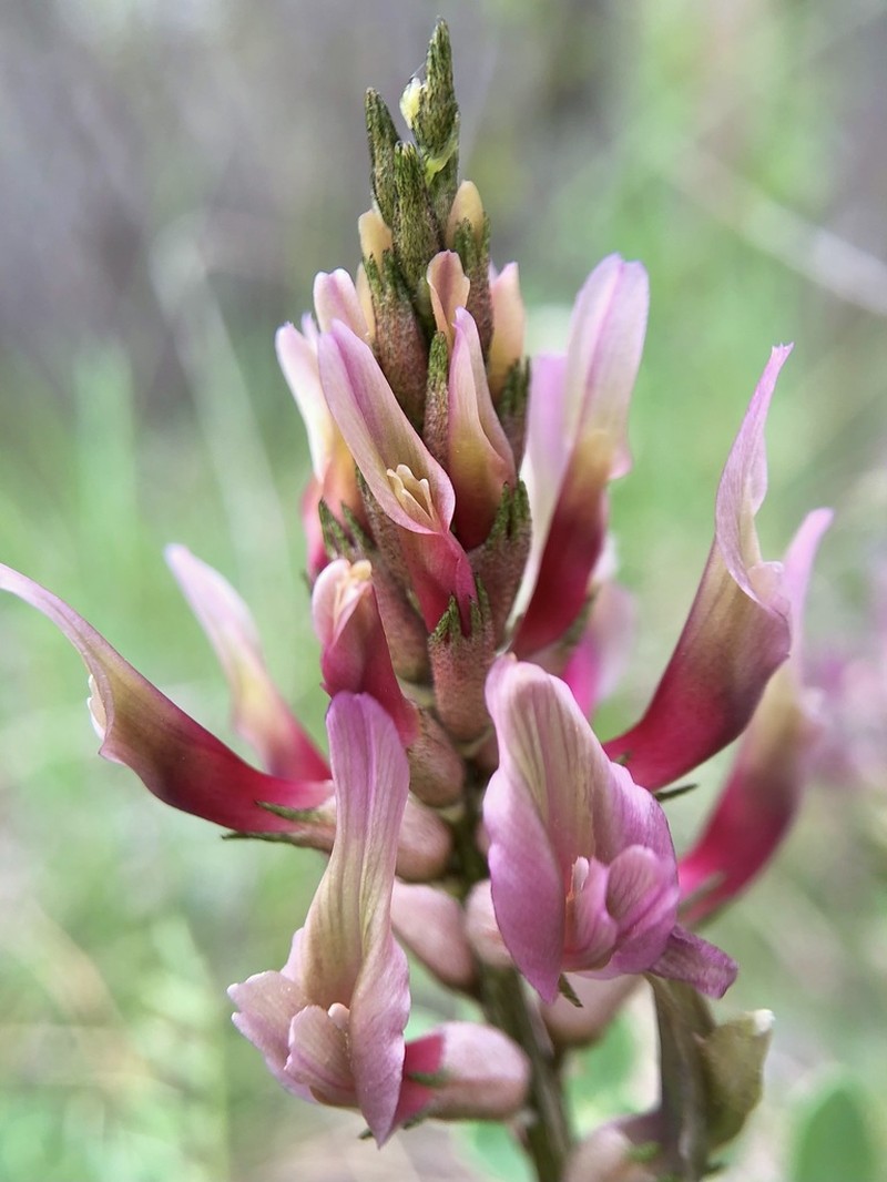 Astragalus robustus photo 4