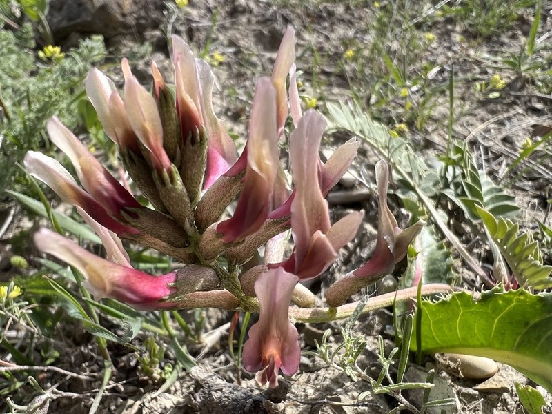 Astragalus robustus photo 5