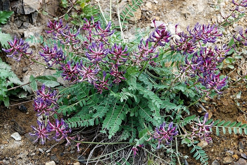 Astragalus robustus photo 6