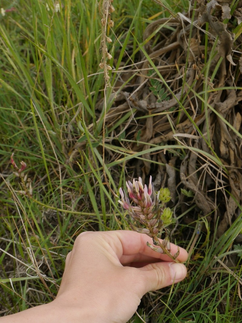 Astragalus robustus photo 7